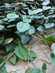 Hedera colchica