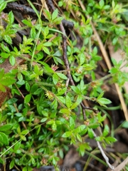 Xanthosia tasmanica