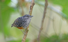 Hypocnemis peruviana