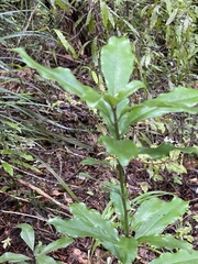 Alseuosmia macrophylla
