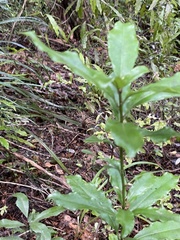 Alseuosmia macrophylla