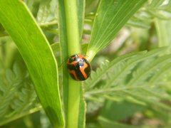 Dicranosterna selene