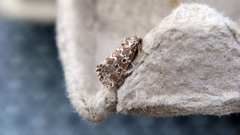 Alvaradoia disjecta