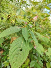 Balsaminaceae