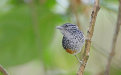 Hypocnemis peruviana