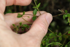 Gonocarpus oreophilus