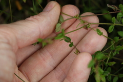 Gonocarpus oreophilus