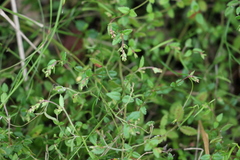 Gonocarpus oreophilus