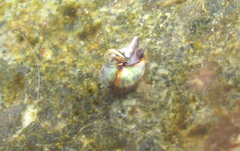 Melarhaphe neritoides