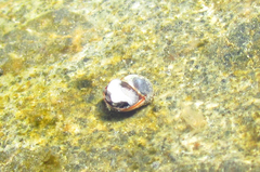 Melarhaphe neritoides