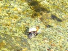 Melarhaphe neritoides