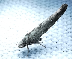 Zelleria oleastrella