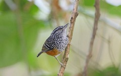 Hypocnemis peruviana