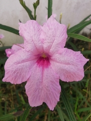 Ruellia simplex