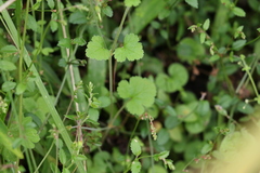 Pelargonium inodorum
