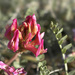 Astragalus monspessulanus - Photo (c) bathyporeia, μερικά δικαιώματα διατηρούνται (CC BY-NC-ND)