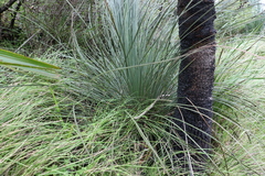 Xanthorrhoea glauca