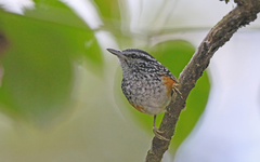 Hypocnemis peruviana