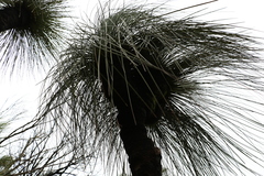 Xanthorrhoea glauca