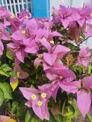 Bougainvillea spectabilis