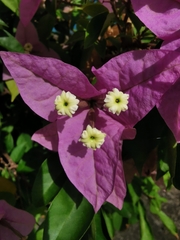 Bougainvillea spectabilis