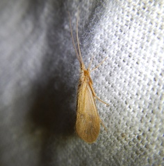 Goeridae