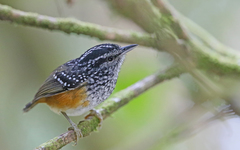 Hypocnemis peruviana