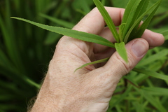 Myoporum betcheanum