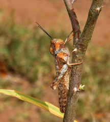 Abisares viridipennis