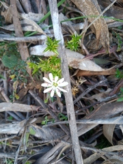 Stellaria pungens