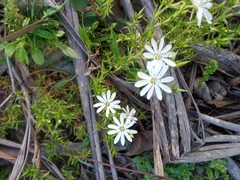 Stellaria pungens