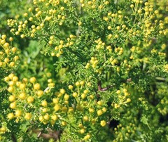 Artemisia afra
