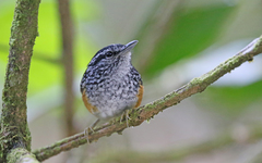 Hypocnemis peruviana