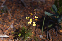 Stylidium diuroides