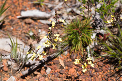 Stylidium diuroides