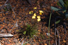Stylidium diuroides