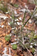 Stylidium ciliatum