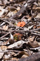 Drosera hyperostigma