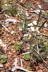 Stylidium ciliatum