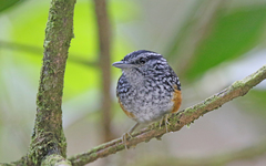 Hypocnemis peruviana