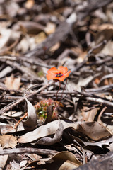 Drosera hyperostigma