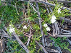 Stellaria pungens