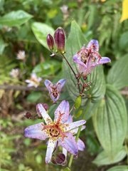 Tricyrtis