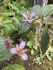 Tricyrtis