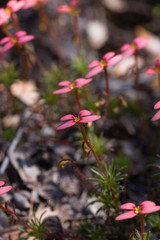Stylidium recurvum
