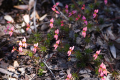 Stylidium recurvum