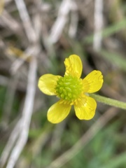 Ranunculus multifidus