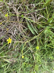 Ranunculus multifidus