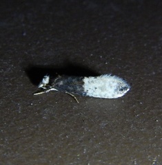 Trichophaga tapetzella