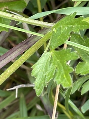 Ranunculus multifidus